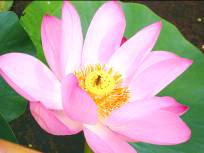 ����: P1020377